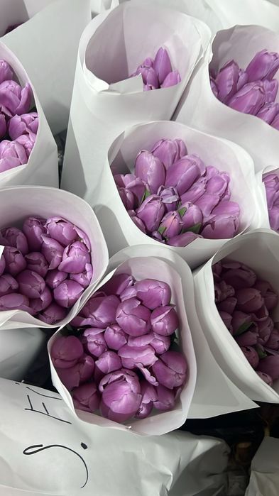 Тюльпан оптом 650