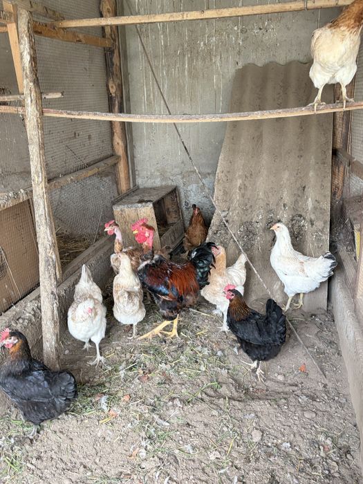 продам кур срочно