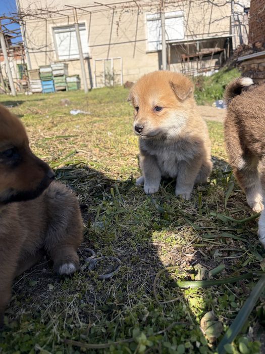 Подарявам кученца