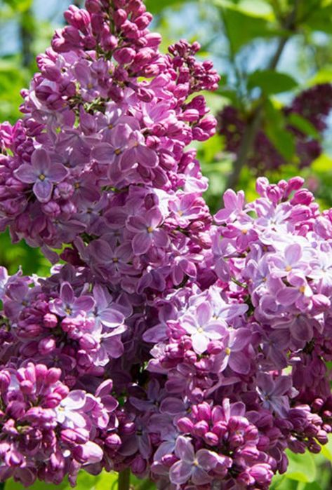 Сирень   свежая...