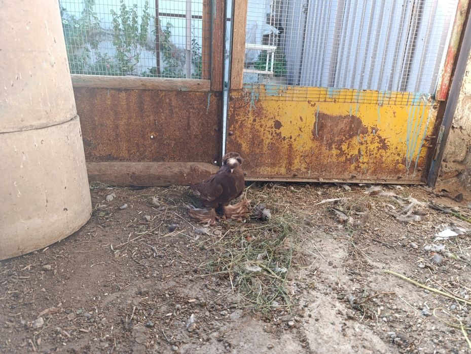 Голубь Бухарский барабанщик молодой пол пока не известен