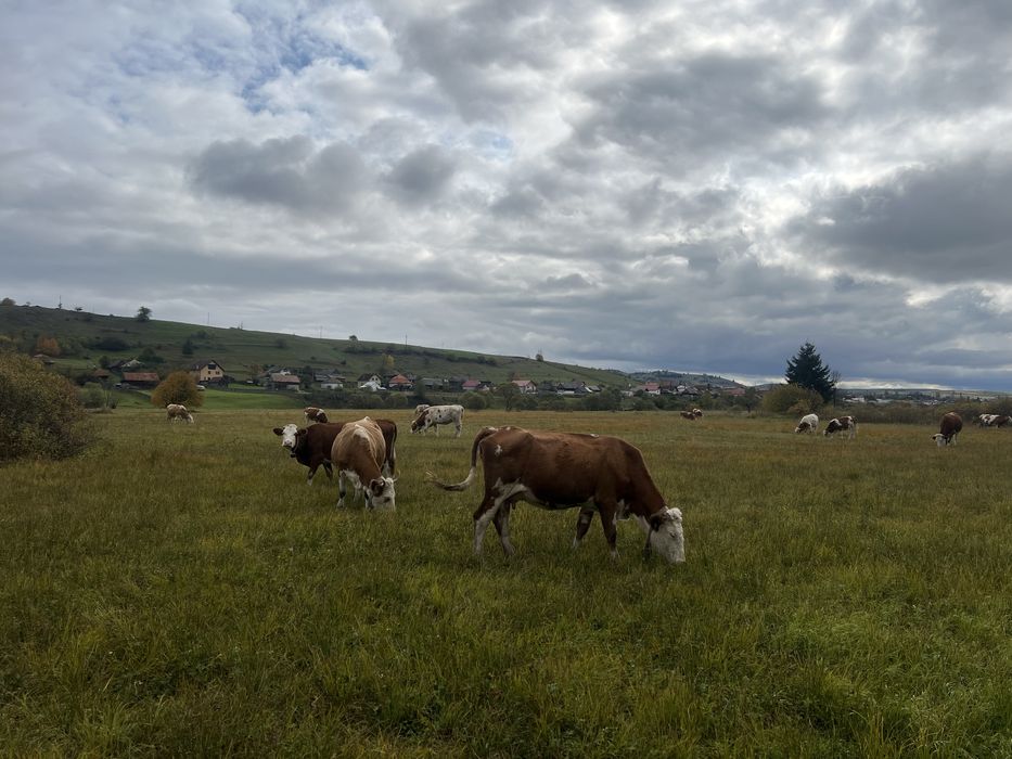 Vaci de lapte de vanzare