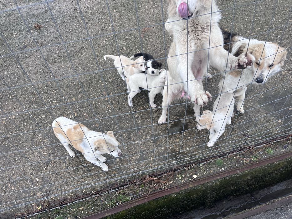 Подарявам кученца + 1чувал гранули на кученце