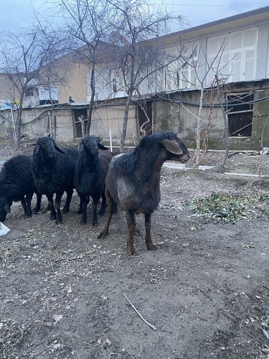 Xusori qizi qoʻshqor