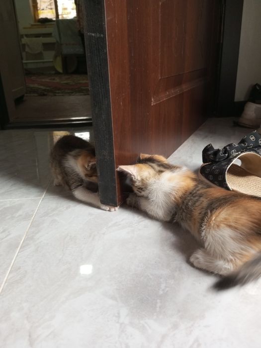 Пышык балалары бар