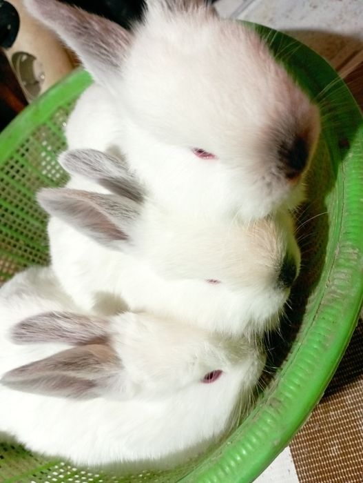 Кролчата породы Калифорния, "Фландер