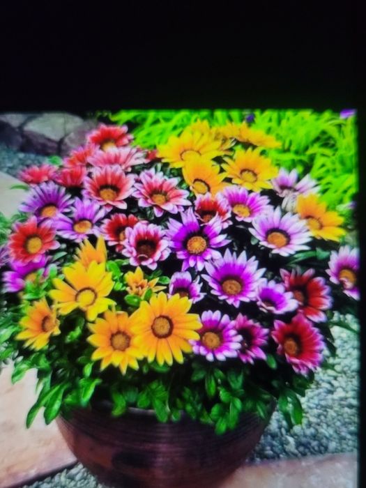 Продам рассаду овощей и цветов