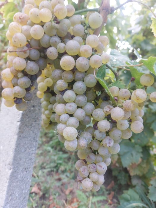 Vând struguri un cupaj de Albi Feteasca-Riesling si Negri Merlot-Fetea