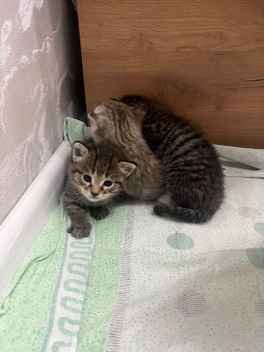 Котят в добрые руки