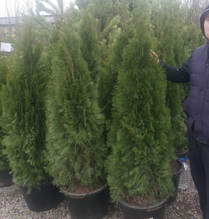 Туя смарагд