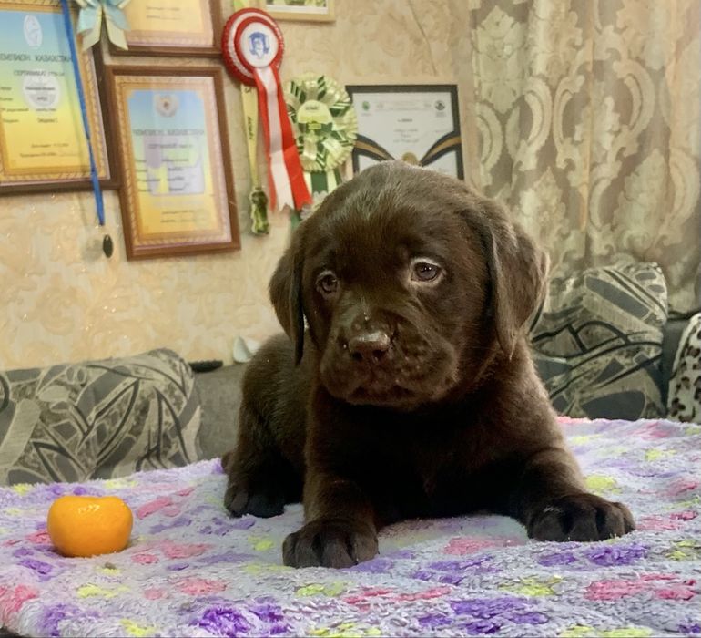 Шенки лабрадора ретривера