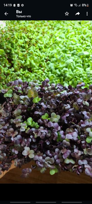 Микрозелень Алматы