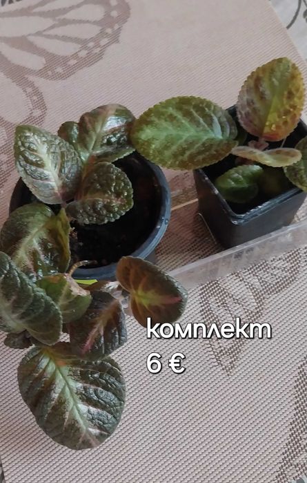 Комплекти еписции/стайни цветя
