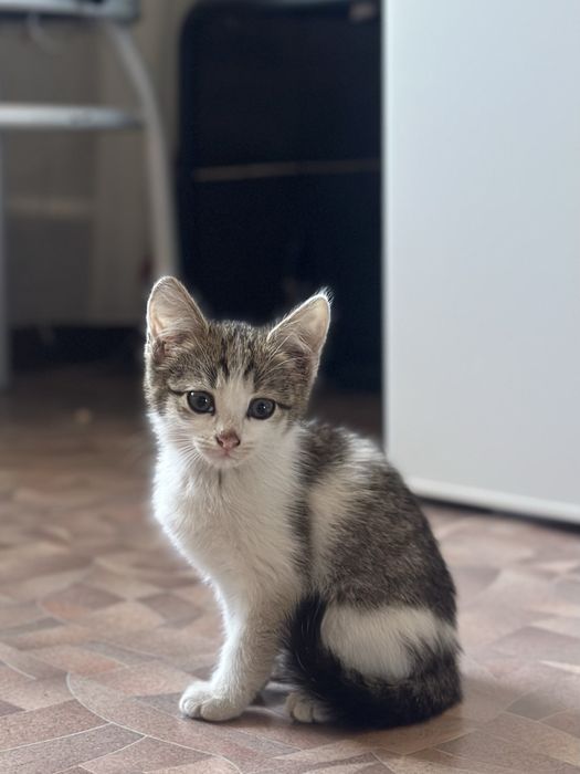 котенок в добрые руки