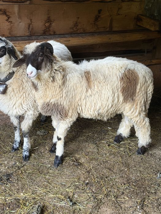 Vand berbecuț de rasă