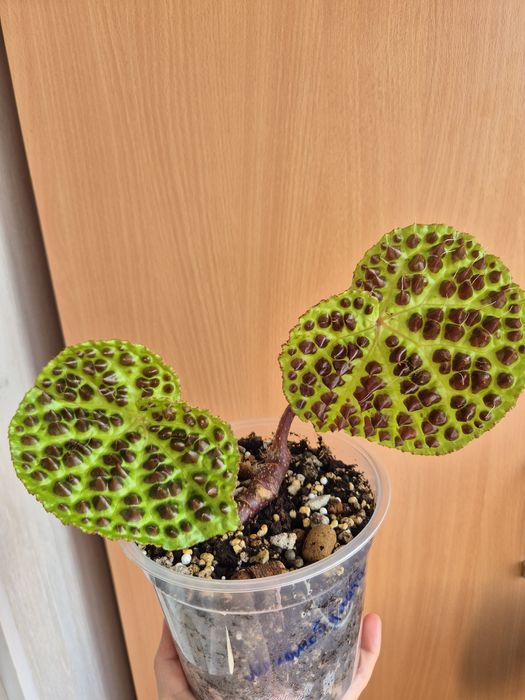 Бегония Ферокс Ferox