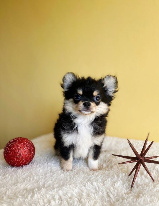 Дългокосместо чихуахуа