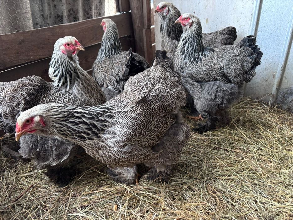 Brahma herminat Inchis