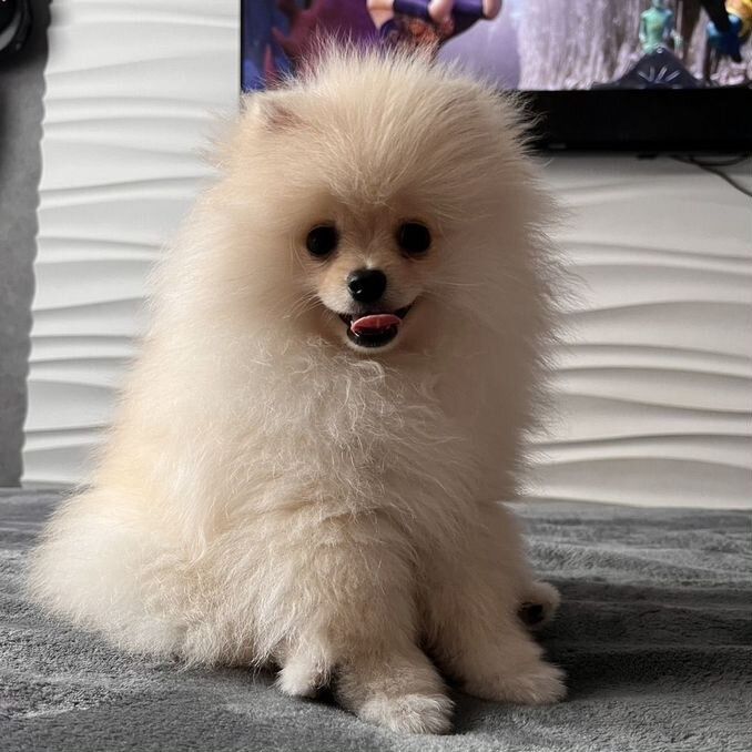 Шпиц уральск щенок