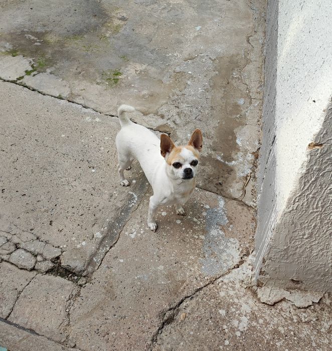 Вязка собак. Порода чихуахуа.