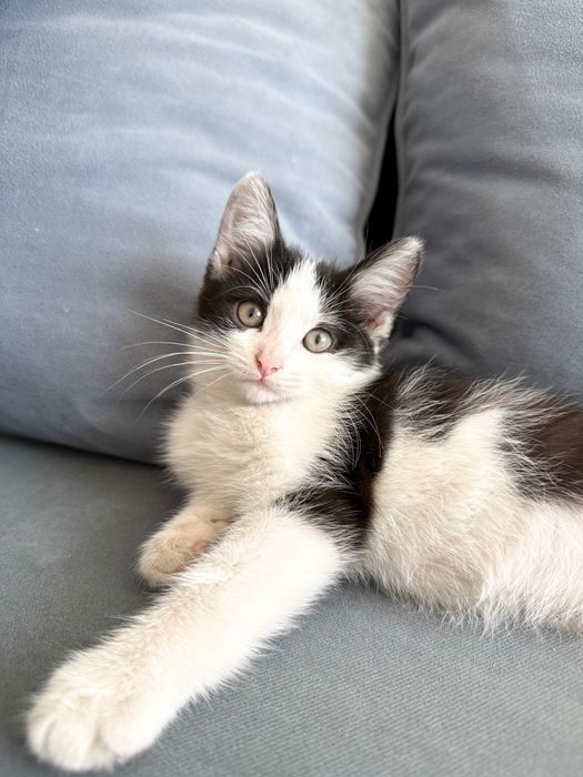 Котенок в поиске семьи