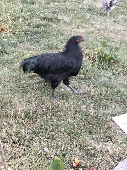 Cocoși australop 2