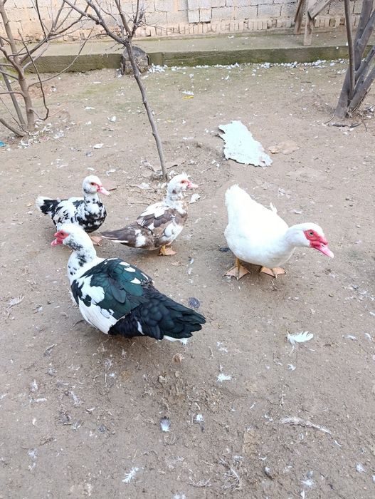 Indutkala sotiladi soglom 3ta erkak 3ta urgochj