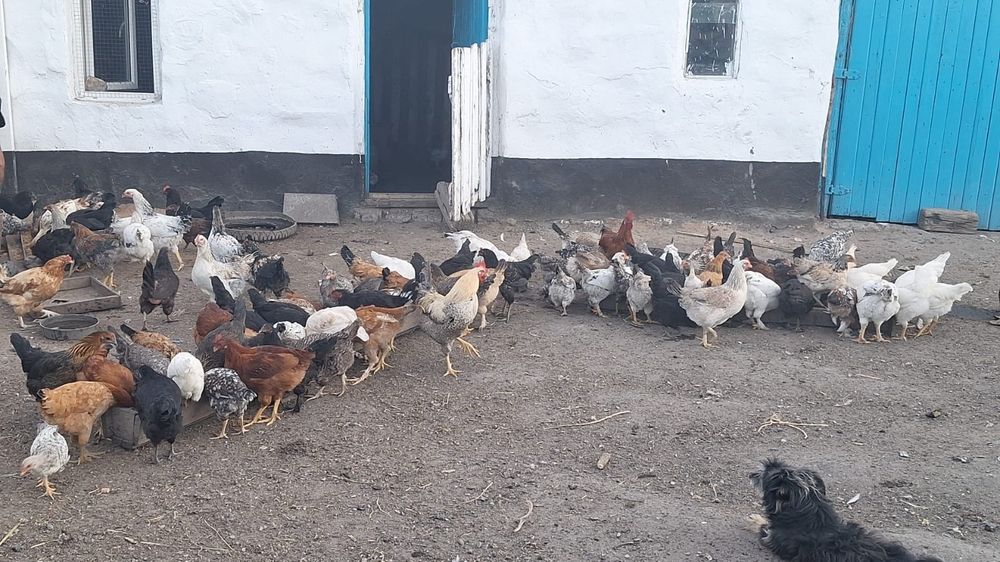 Продам домашних кур молодняк