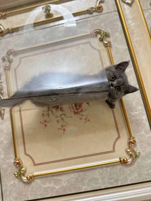 Скотиш фолд продается кошка