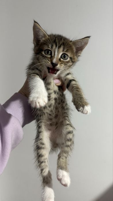 Отдам котят БЕСПЛАТНО