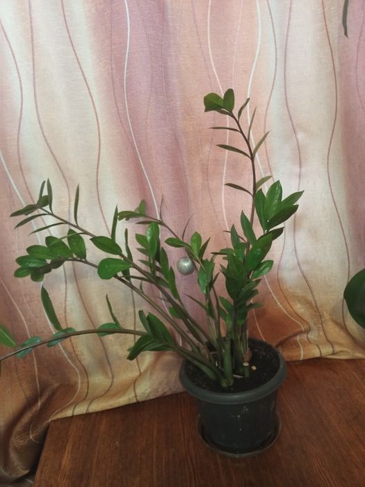 Продам  молодое долларовое дерево!