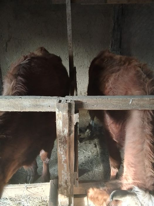 Продам жирных телок