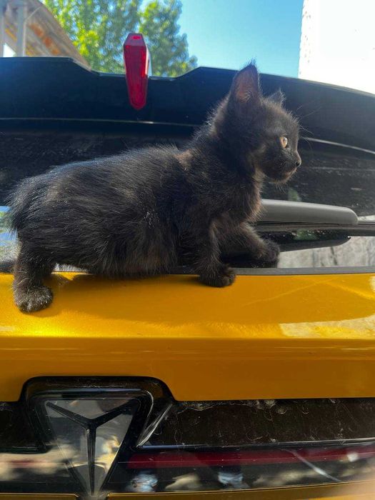 4 котенка в добрые руки