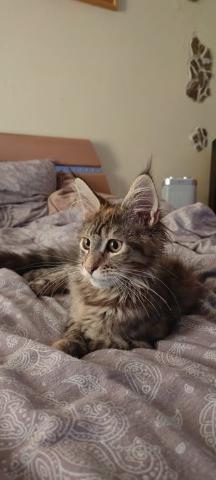 Femelă Maine Coon rasă pură