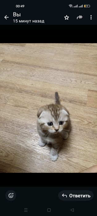 Шотландские вислоухие и скотиш страйт