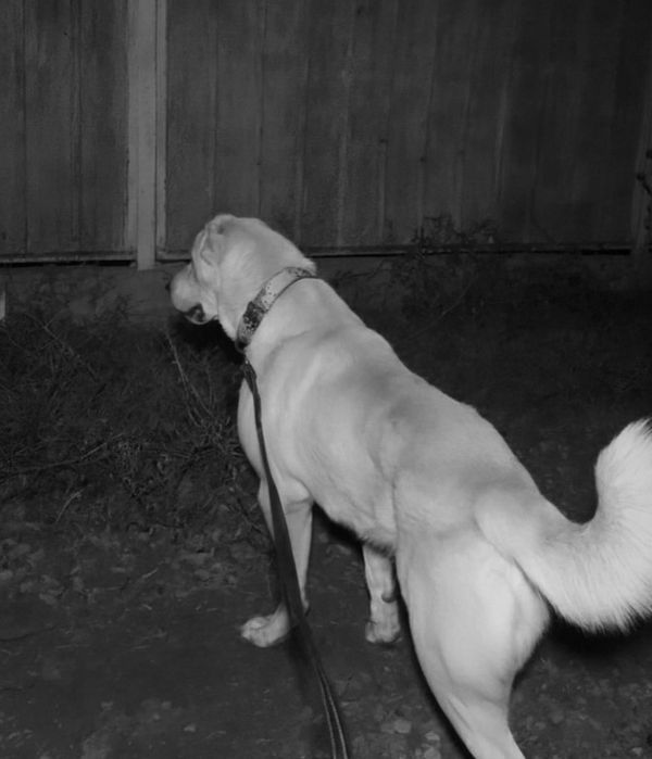 Алабай 1год 1 месяц