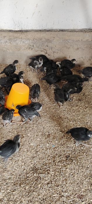 Кора шахзода жужалари