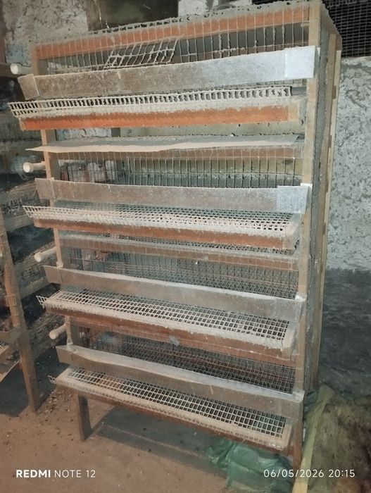 Bedana kataklari sotiladi va bedana sotiladi