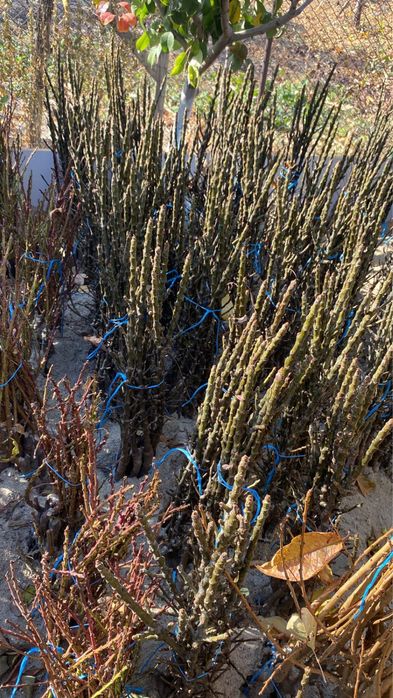 Pomi fructiferi de anul 3