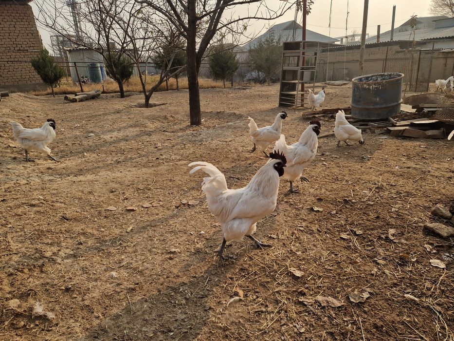 Лакеданзи қораздары сатылады