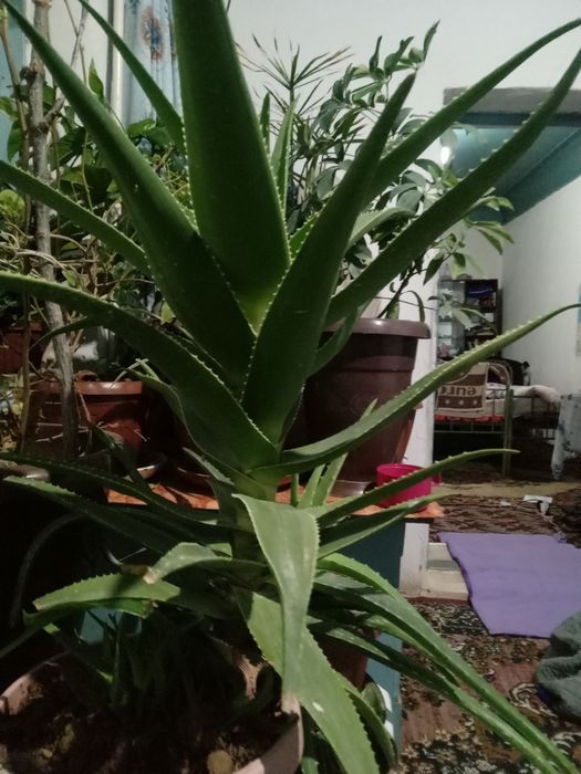 4 yillik aloy guli sotiladi