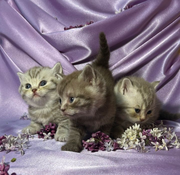 Котята шотландские