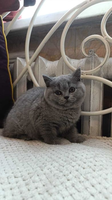 Британские котики