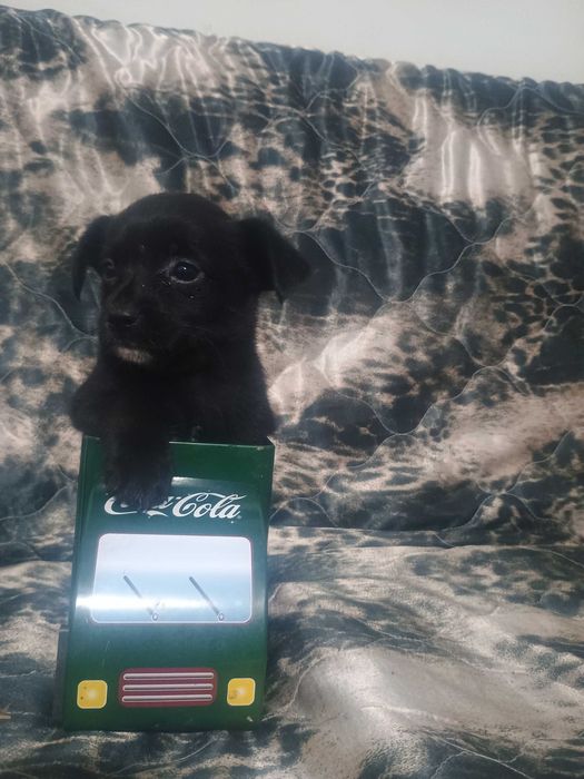 Свободни чухопинчери