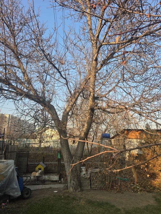 Дерево грецкого ореха