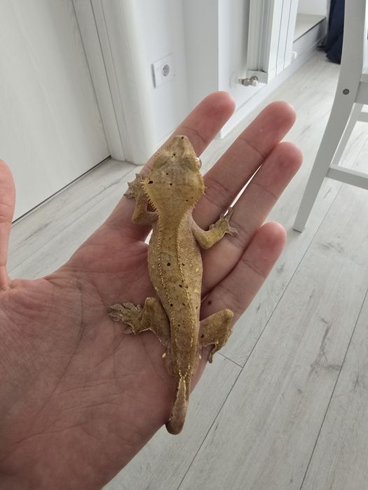 Piton Regal (Ball Python) si Crested Gecko