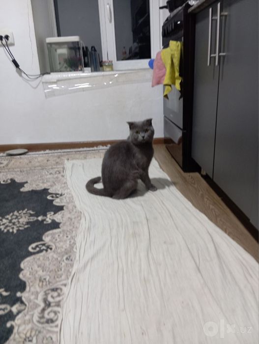 Mushik sotiladi malumot uchun tel qilasilar