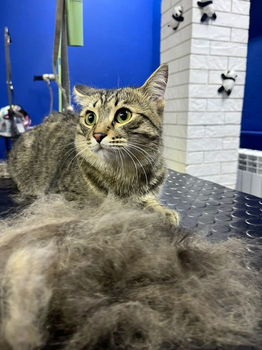 Игривый кот 1.5 года