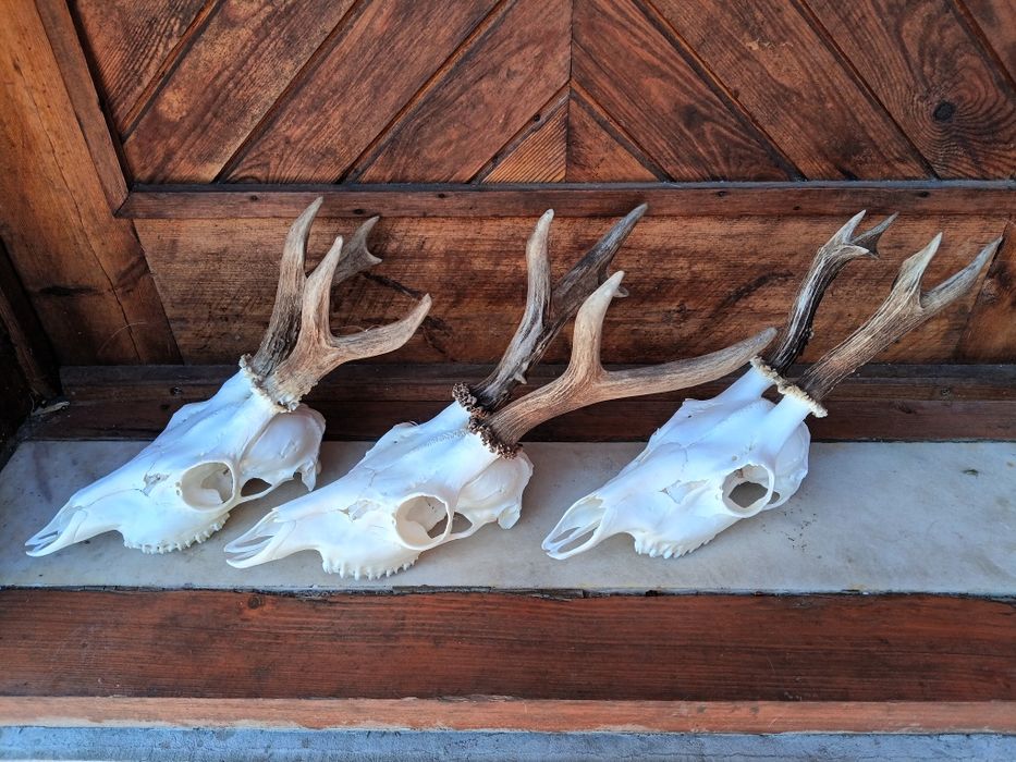 Трофеи от сръндаци.Рога.3бр