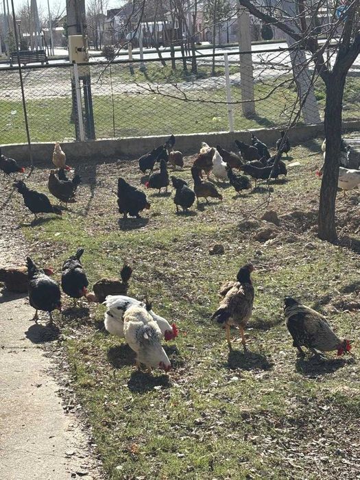 Тавықтар сатылады  31 тауык 4 кораз